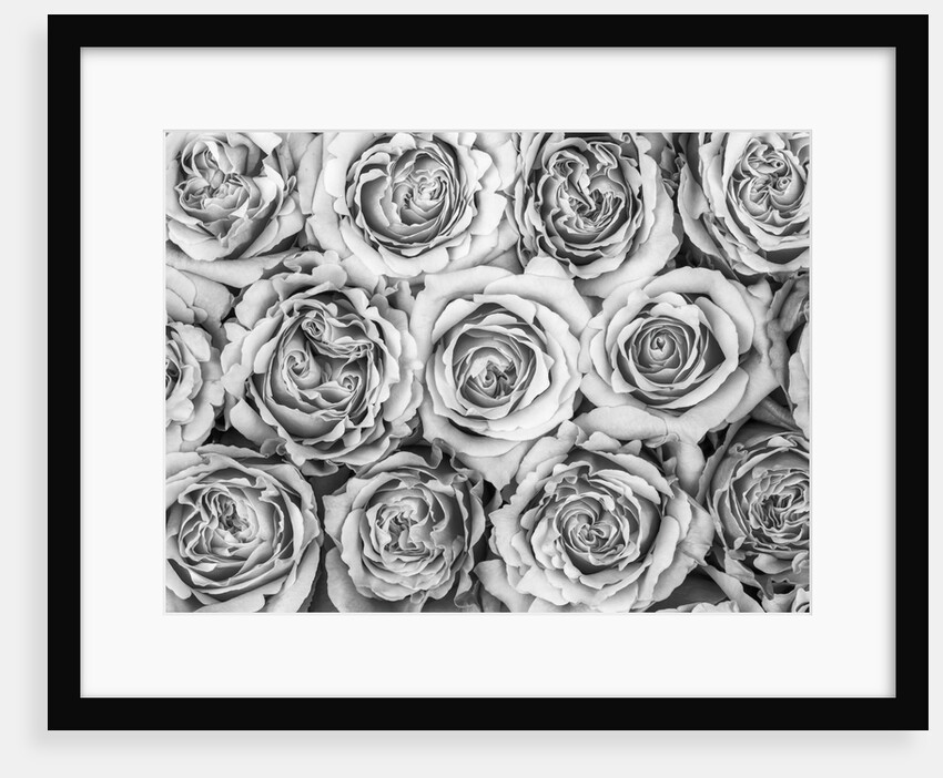 Background of roses by Assaf Frank